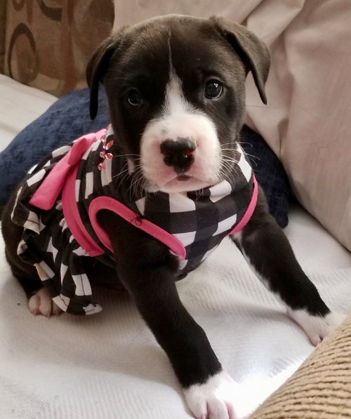 Armani