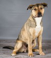 Shep