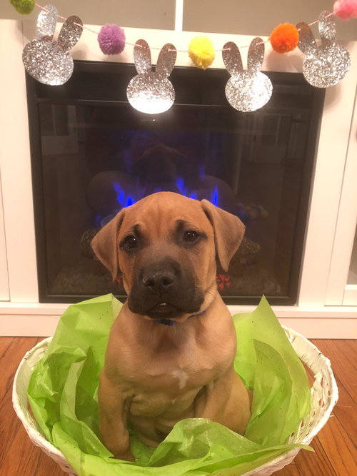 Cooper