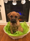 Cooper