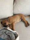 Cooper