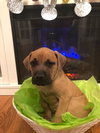 Cooper