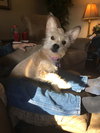 Nyla