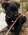 Kiki