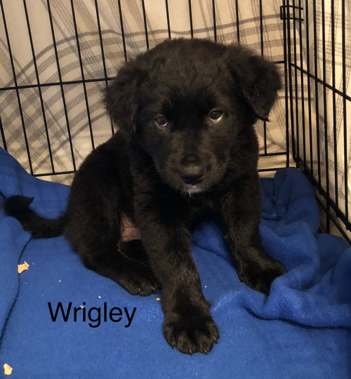 Wrigley
