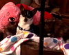 Tippy