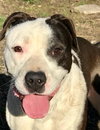 Dexter