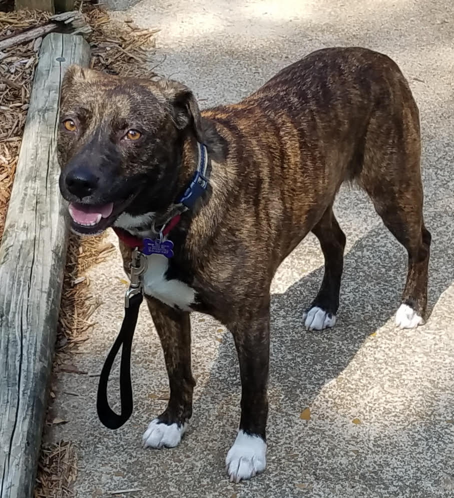 Plott hound sales pitbull mix