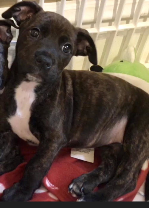 Stella