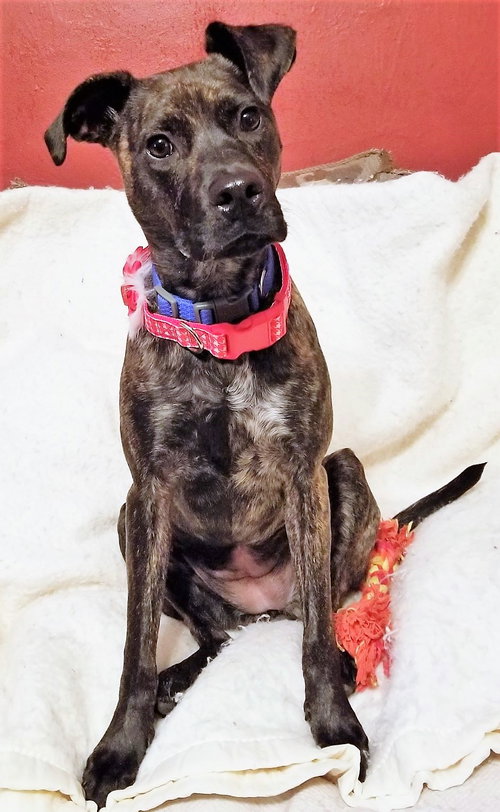 Artemis