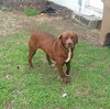 Bosco