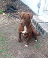 Bosco
