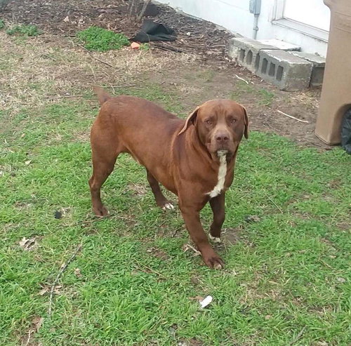 Bosco