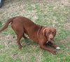 Bosco