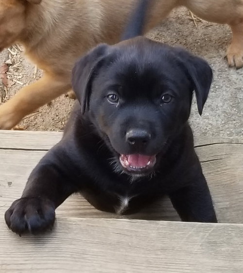 Meatball