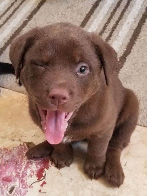 Roux