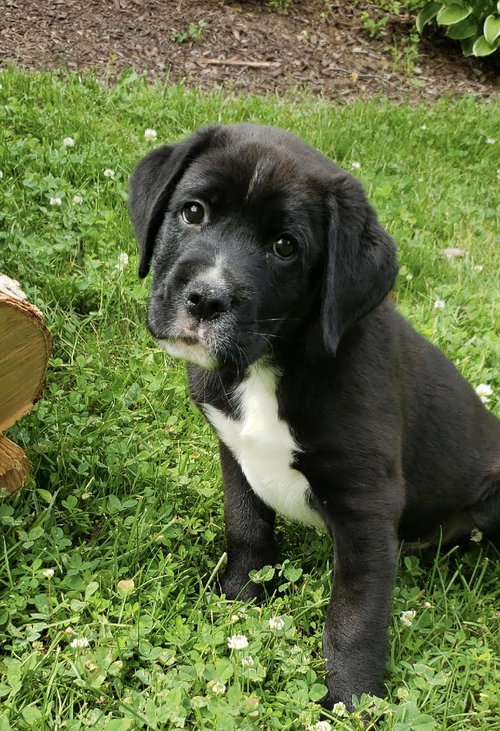 Louie