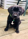 Lena