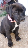 Lola