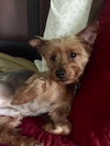 Winston