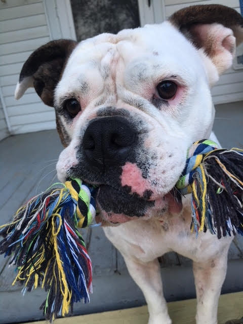 Dixie