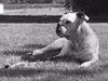 Dixie