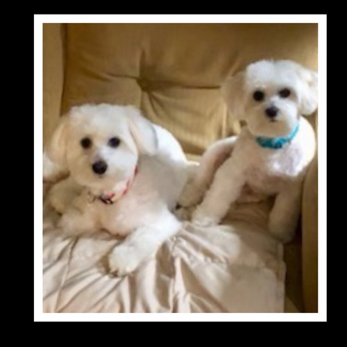 Clarabelle & Cincinnatus