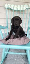 Lilly
