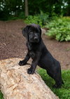 Lilly