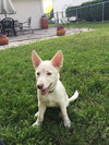 Izzy
