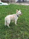 Izzy