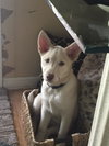 Izzy