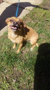 Scooby Doo