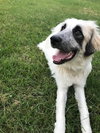Dixie May