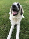 Dixie May