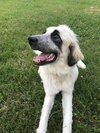 Dixie May