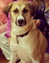 Stella