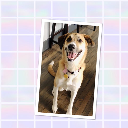 Stella