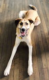 Stella