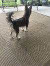 Hazel