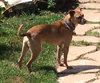 Buddy