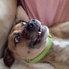 Buddy