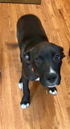 Apollo