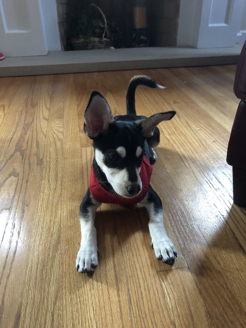 Buddy Boy