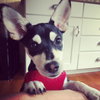 Buddy Boy