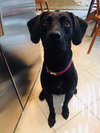 Kona
