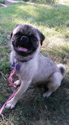 Auggie
