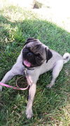 Auggie