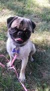 Auggie