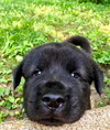 Jax